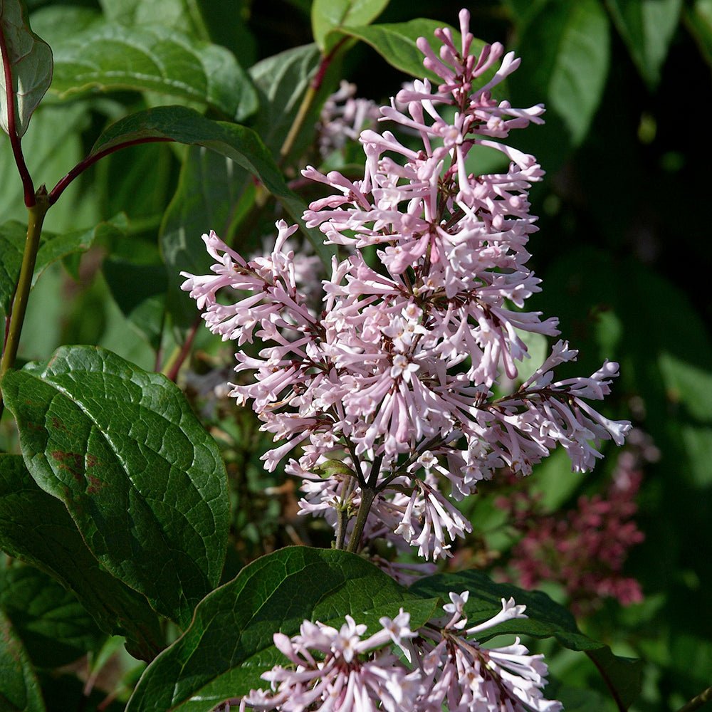 Liliac Prestoniae (Syringa)