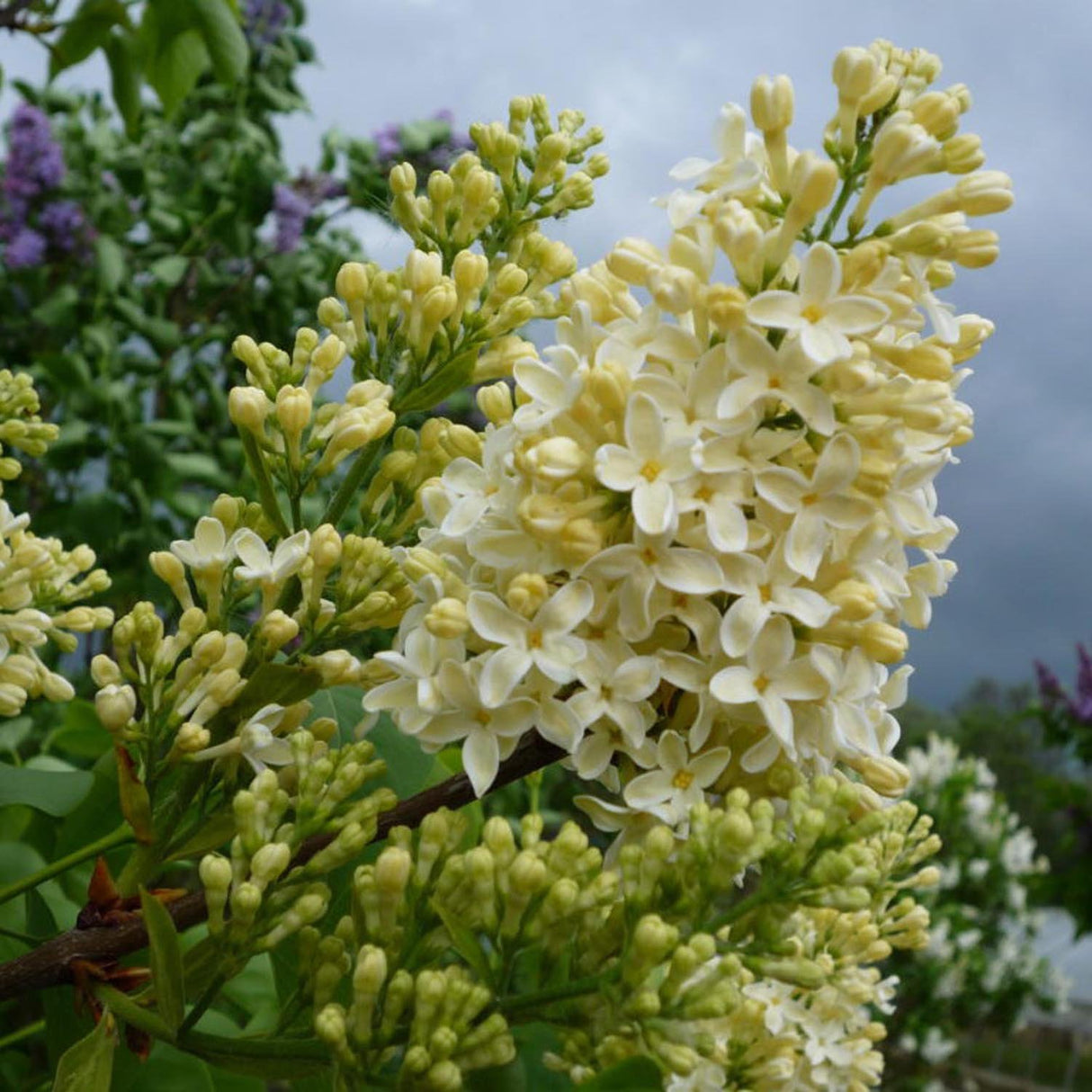 Liliac Primrose (Syringa), cu flori galben-creme