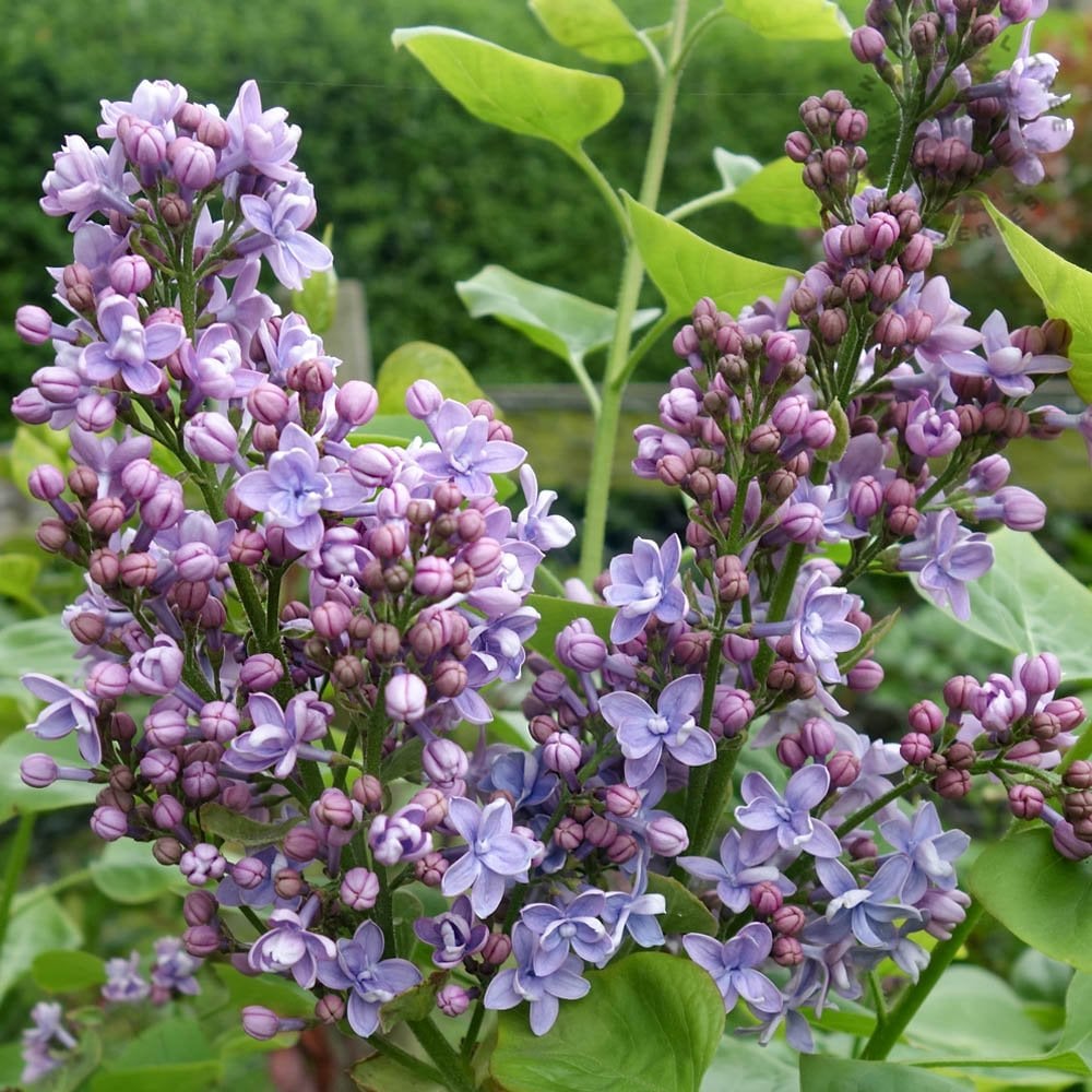 Liliac Michel Buchner (Syringa), cu flori lila-deschis si parfum seducator