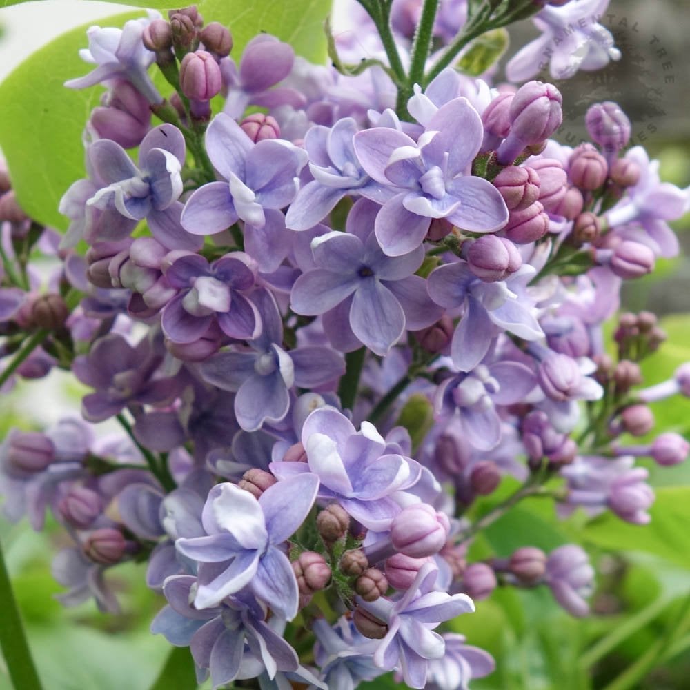 Liliac Michel Buchner (Syringa), cu flori lila-deschis si parfum seducator