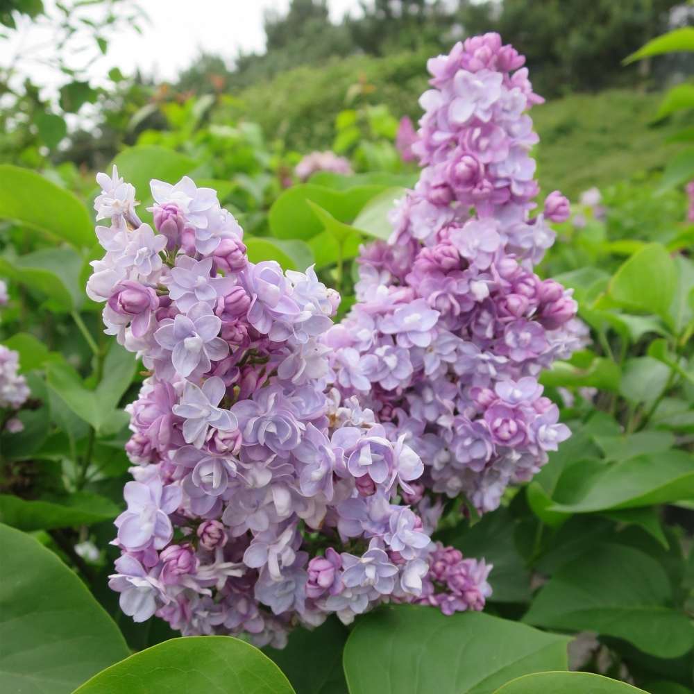 Liliac Michel Buchner (Syringa), cu flori lila-deschis si parfum seducator