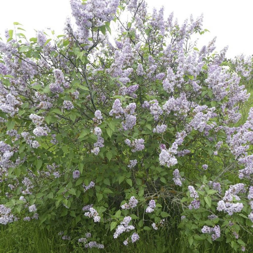 Liliac Michel Buchner (Syringa), cu flori lila-deschis si parfum seducator