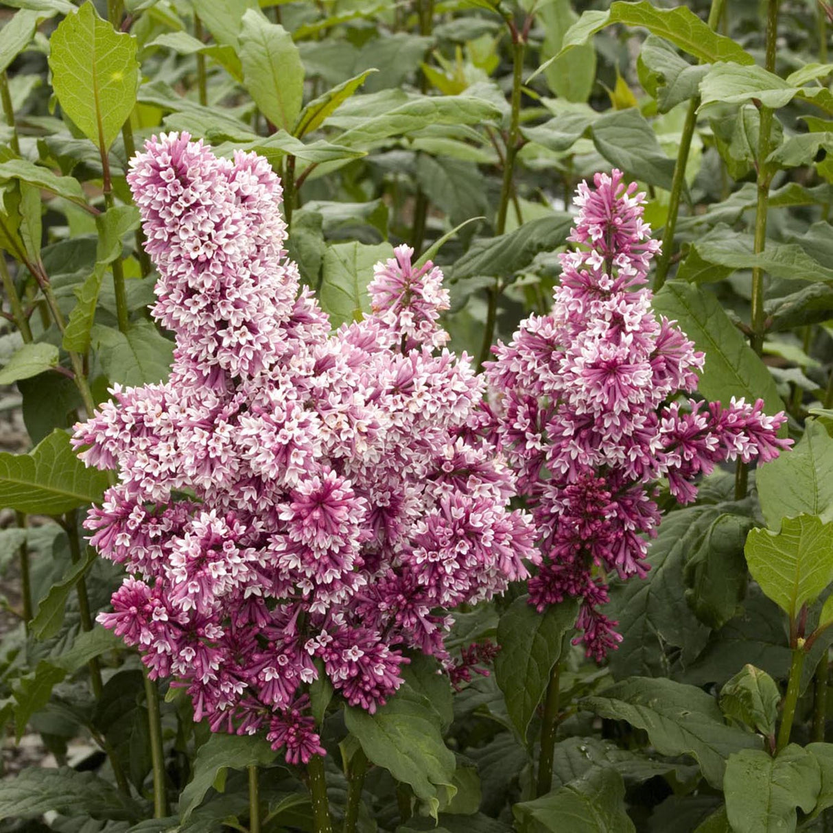 Liliac Redwine (Syringa), cu flori burgundiu-rosii si parfum intens