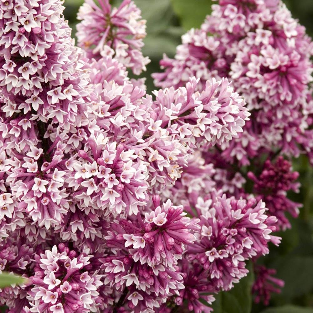 Liliac Redwine (Syringa), cu flori burgundiu-rosii si parfum intens