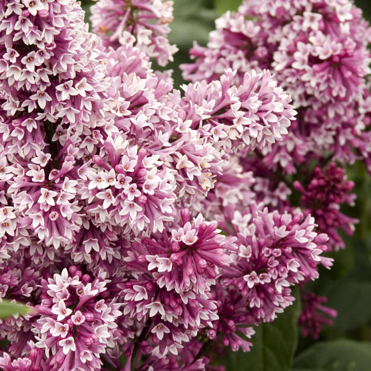 Liliac Redwine (Syringa), cu flori burgundiu-rosii si parfum intens