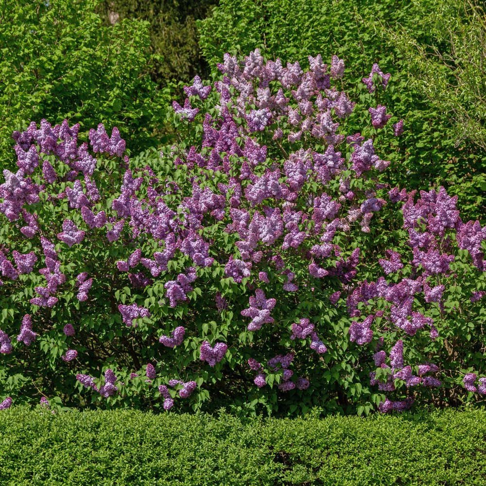 Liliac Roz-Cobalt Katherine Havemeyer (Syringa)