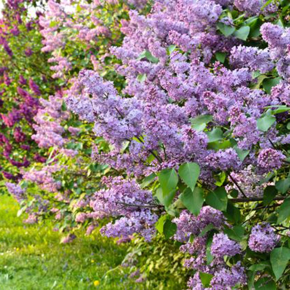 Liliac Roz-Cobalt Katherine Havemeyer (Syringa)