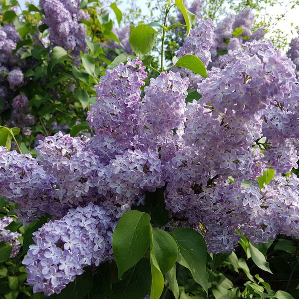 Liliac Roz-Cobalt Katherine Havemeyer (Syringa)