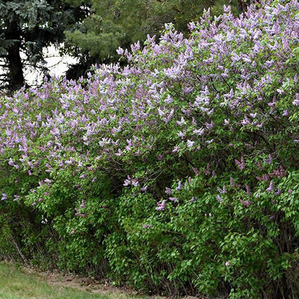 Liliac Roz-Cobalt Katherine Havemeyer (Syringa)