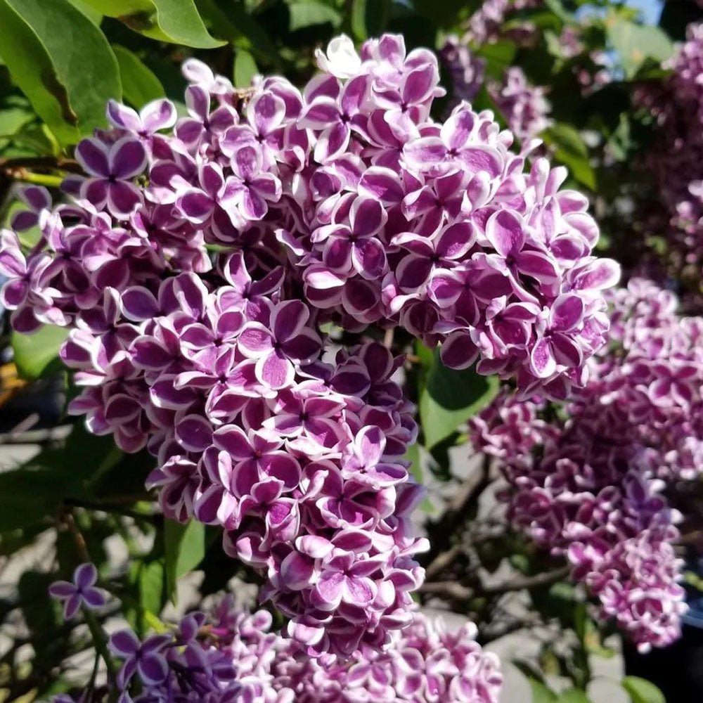 Liliac (Syringa) Copac Sensation, cu Flori violet-inchis si alb
