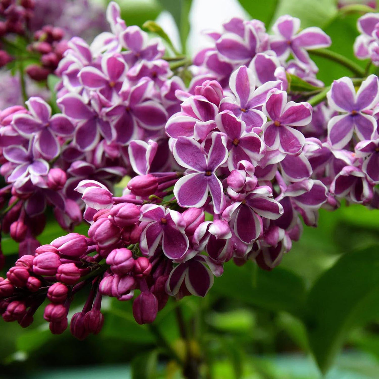 Liliac (Syringa) Copac Sensation, cu Flori violet-inchis si alb
