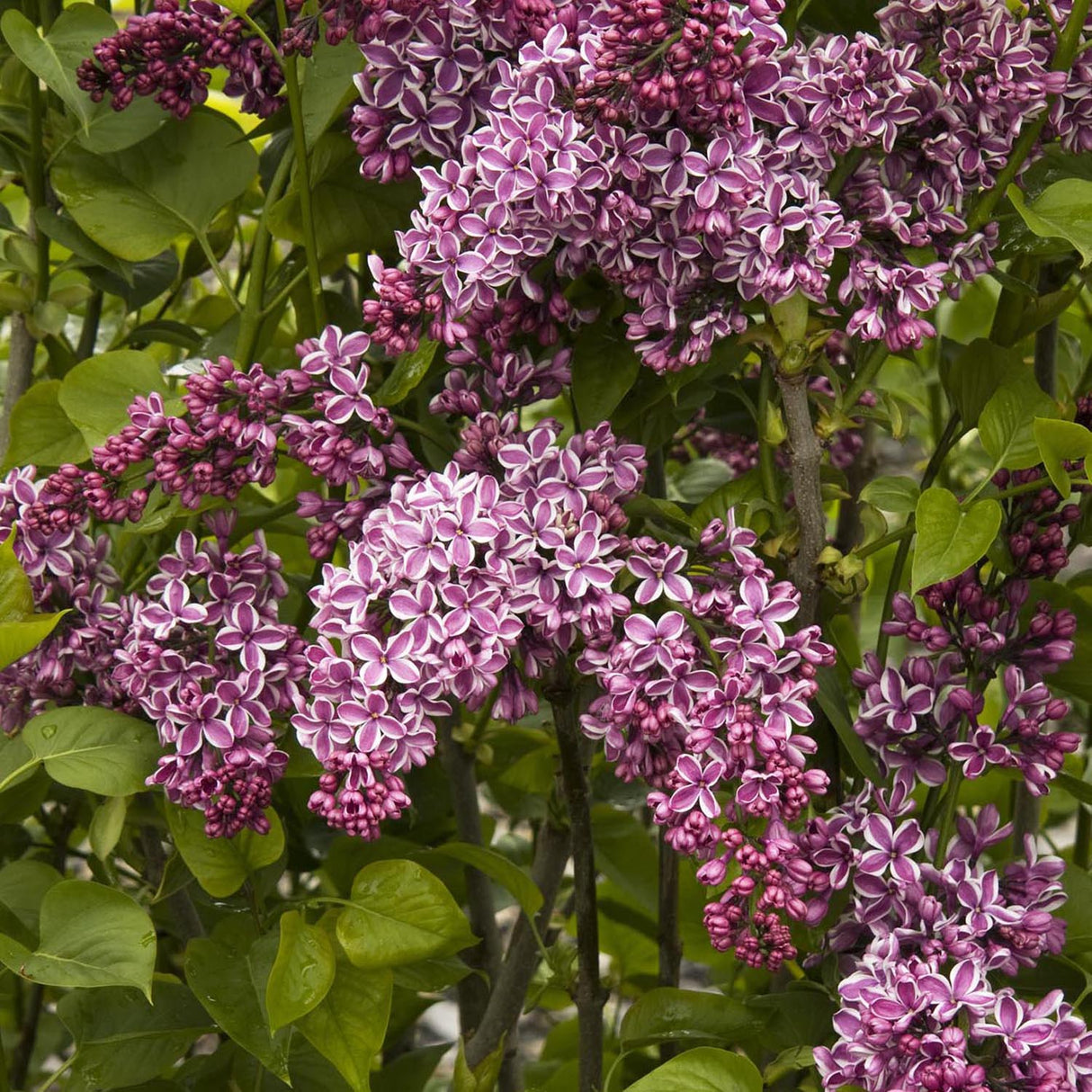 Liliac (Syringa) Copac Sensation, cu Flori violet-inchis si alb