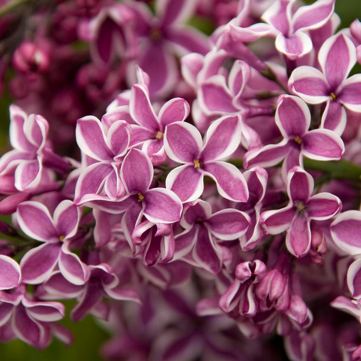 Liliac (Syringa) Copac Sensation, cu Flori violet-inchis si alb