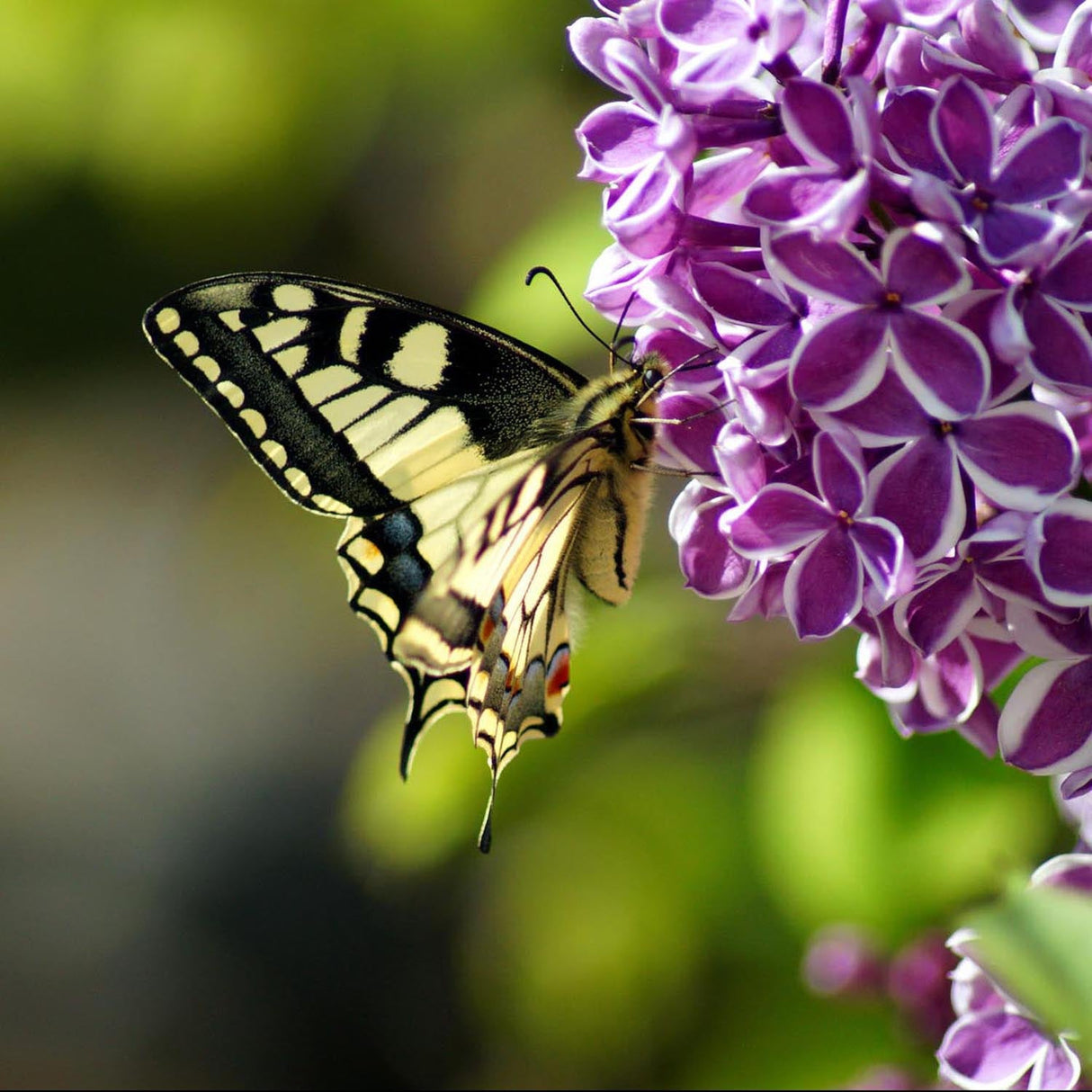 Liliac (Syringa) Copac Sensation, cu Flori violet-inchis si alb