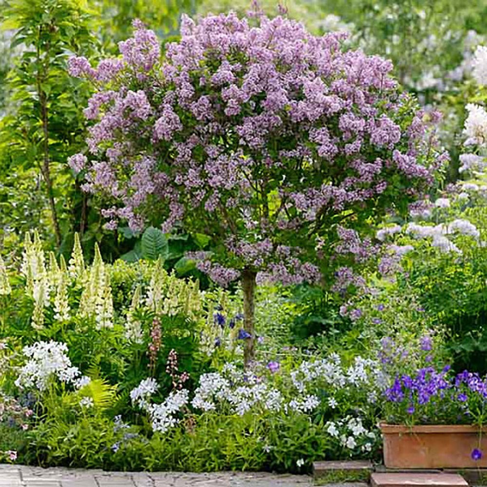 Liliac (Syringa) Copac Superba, cu flori roz intens