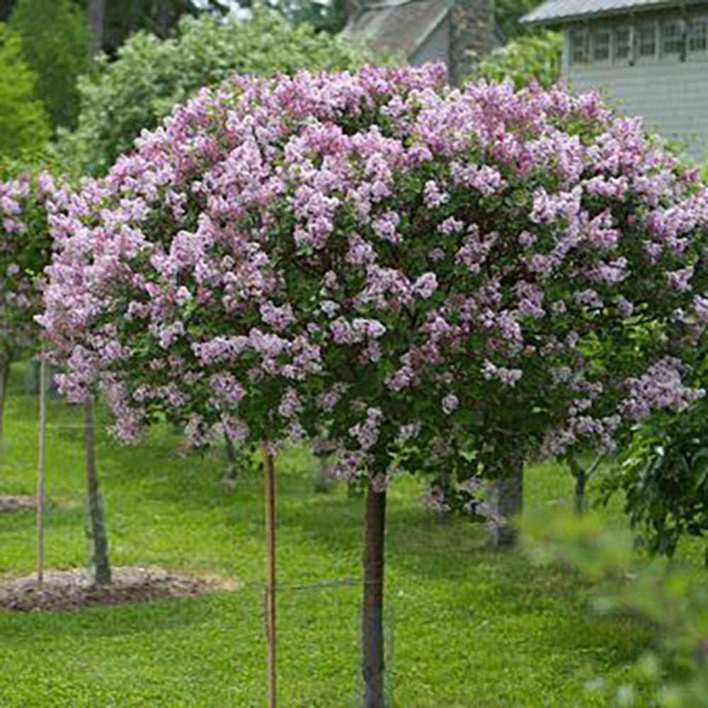 Liliac (Syringa) Copac Superba, cu flori roz intens