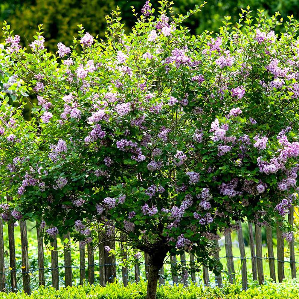 Liliac (Syringa) Copac Superba, cu flori roz intens