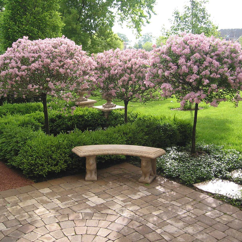 Liliac (Syringa) Copac Superba, cu flori roz intens