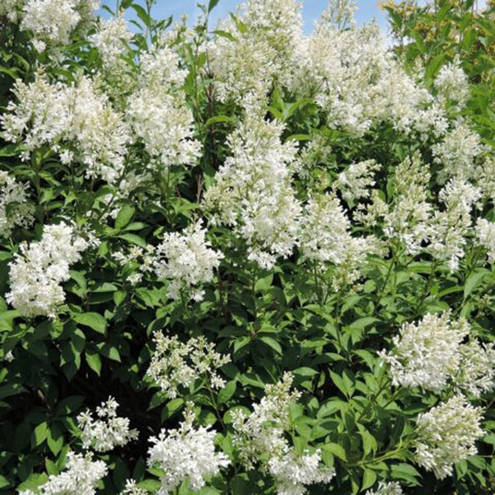 Liliac (Syringa) Agnes Smith, cu Flori Albe