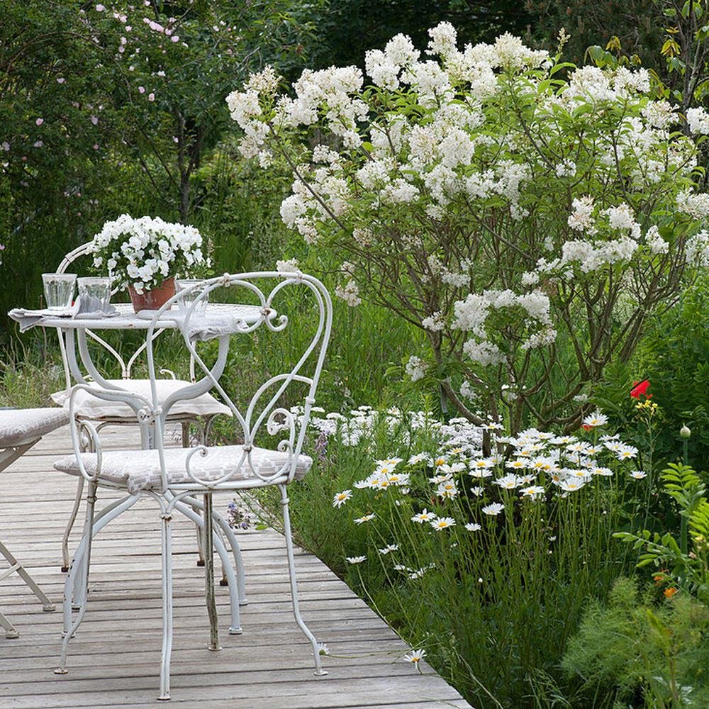 Liliac (Syringa) Agnes Smith, cu Flori Albe