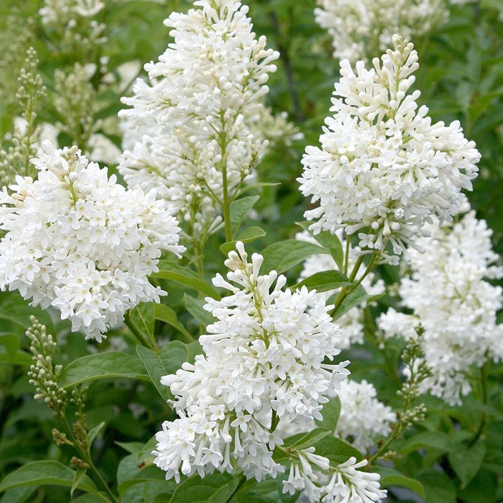 Liliac (Syringa) Agnes Smith, cu Flori Albe