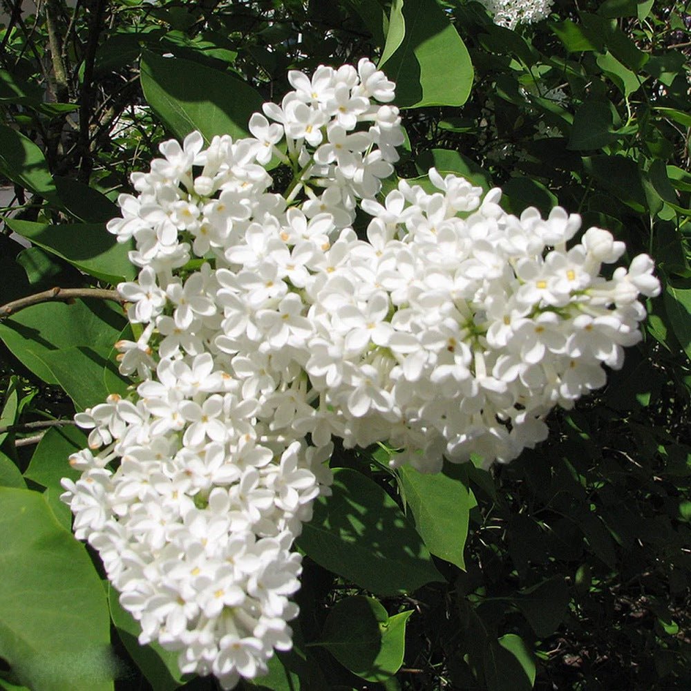 Liliac (Syringa) Agnes Smith, cu Flori Albe