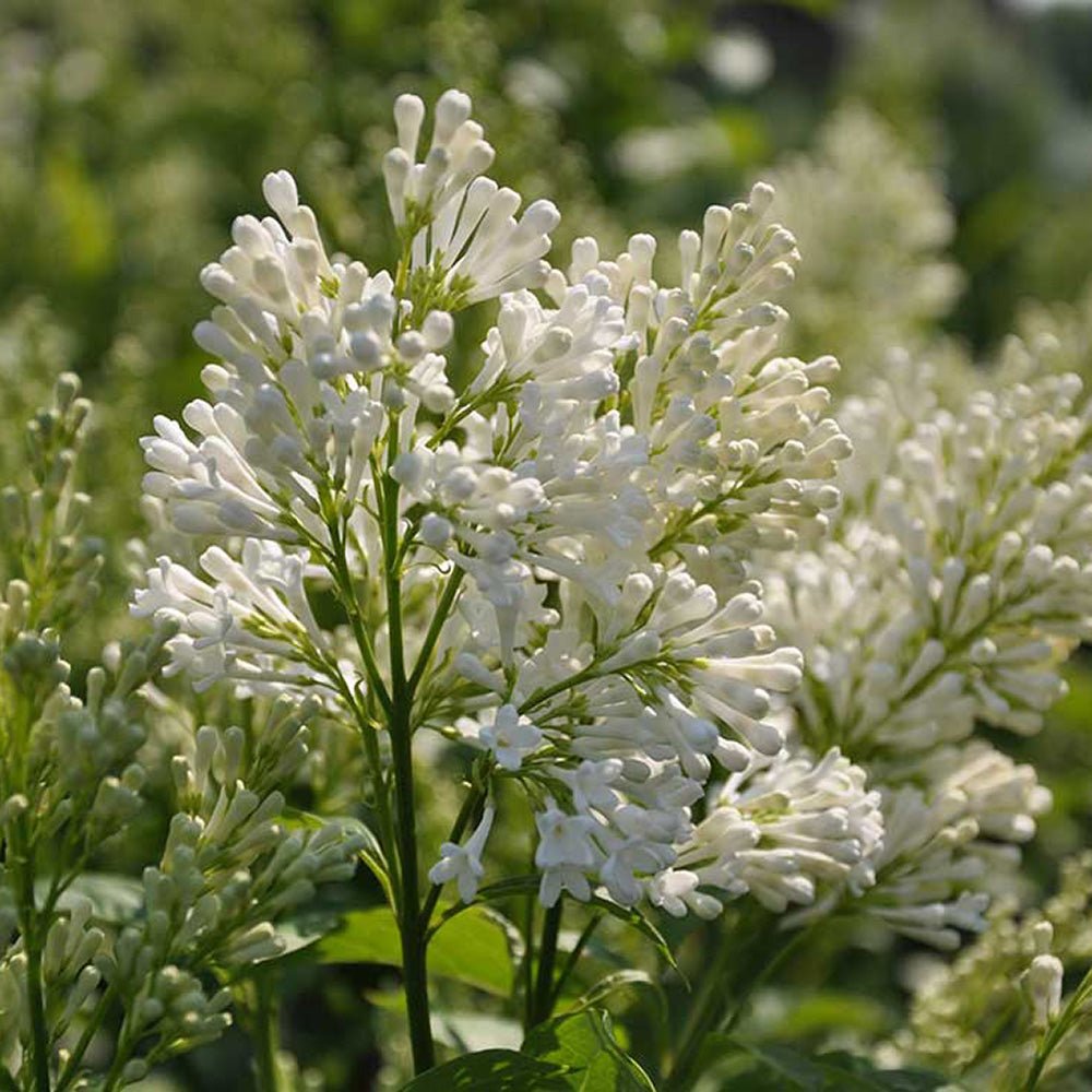 Liliac (Syringa) Agnes Smith, cu Flori Albe
