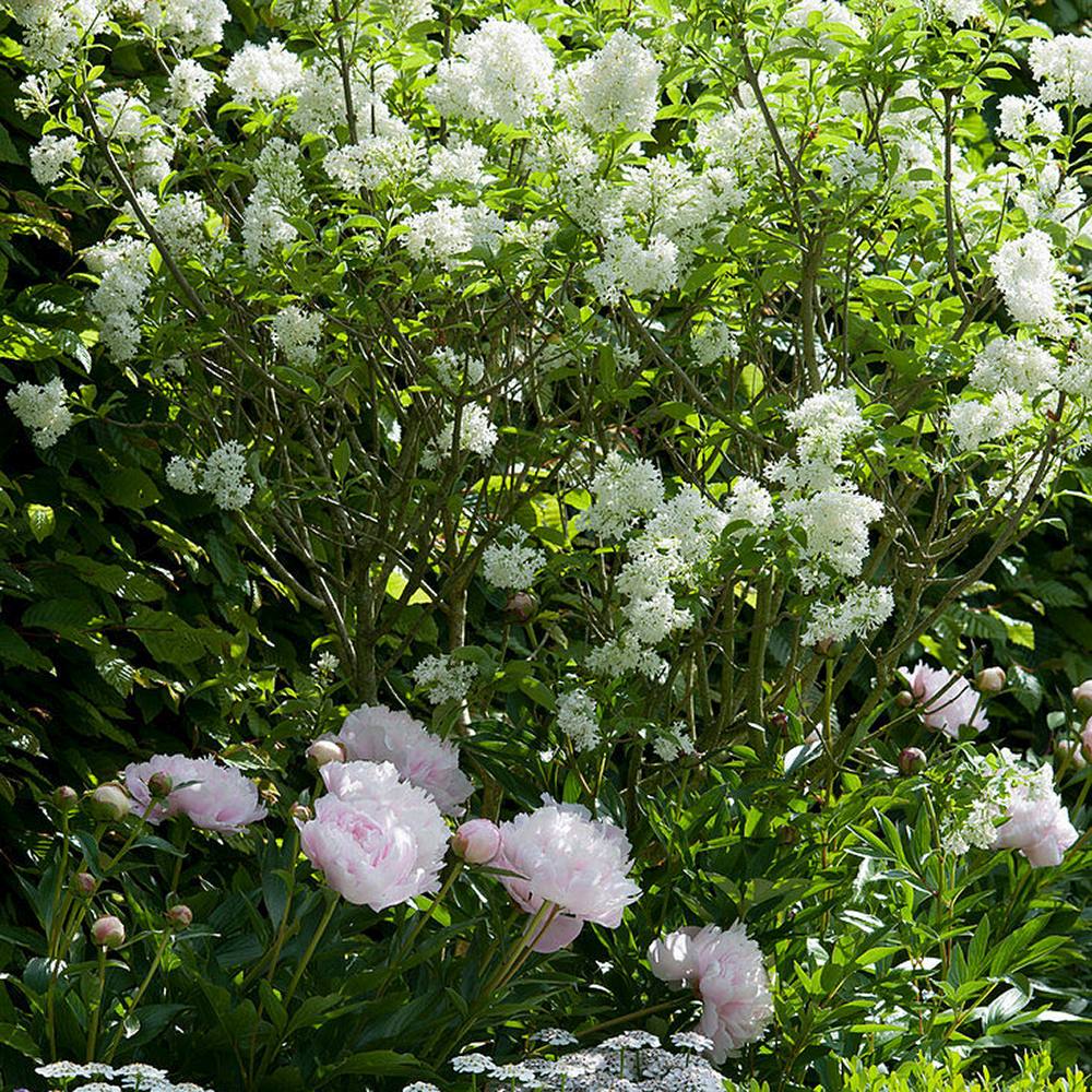 Liliac (Syringa) Agnes Smith, cu Flori Albe