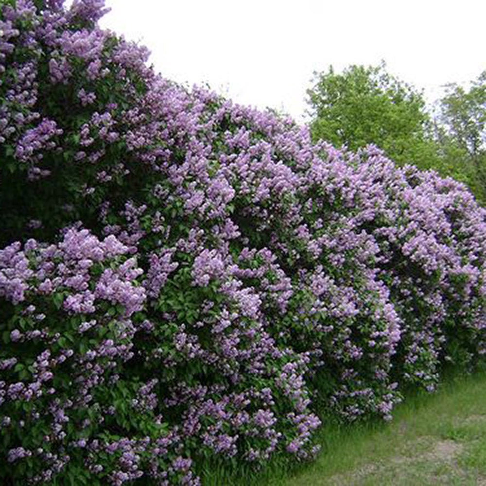Liliac (Syringa) Belle de Nancy, cu Flori roz-pal-violet