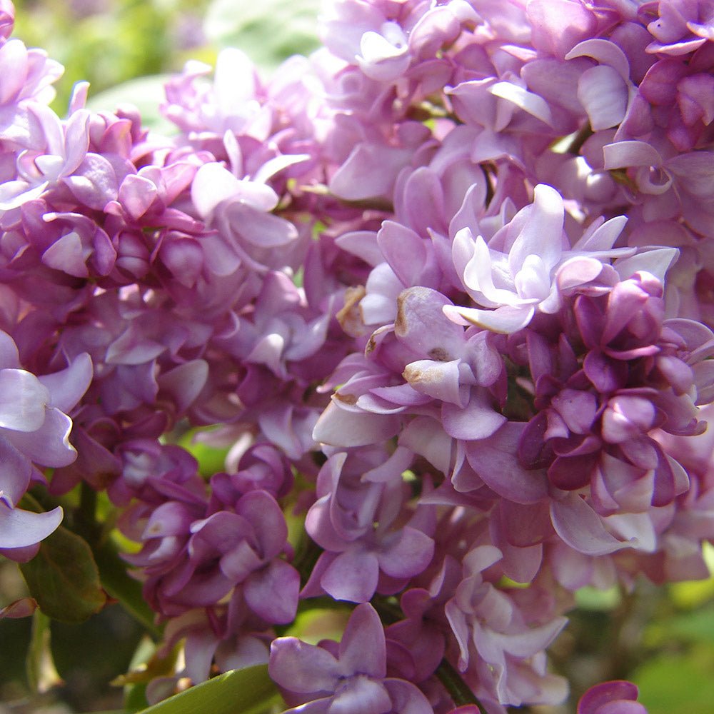 Liliac (Syringa) Belle de Nancy, cu Flori roz-pal-violet