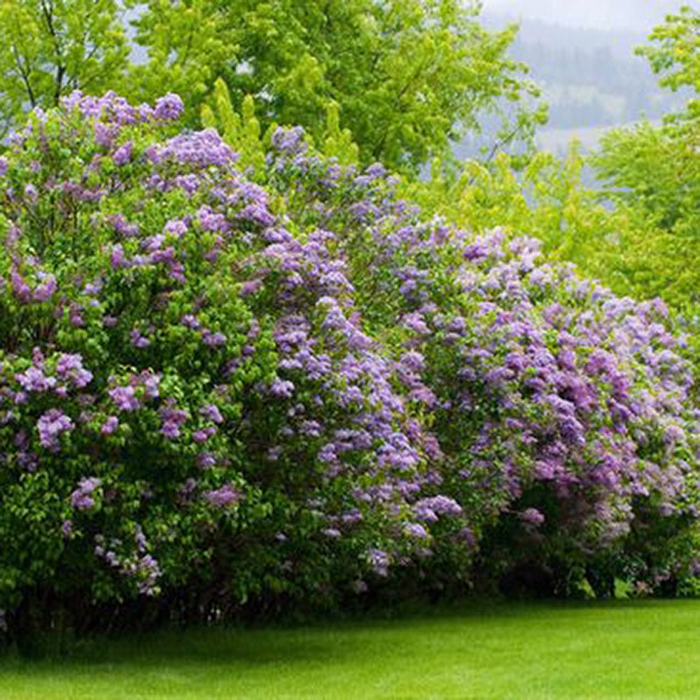 Liliac (Syringa) Belle de Nancy, cu Flori roz-pal-violet