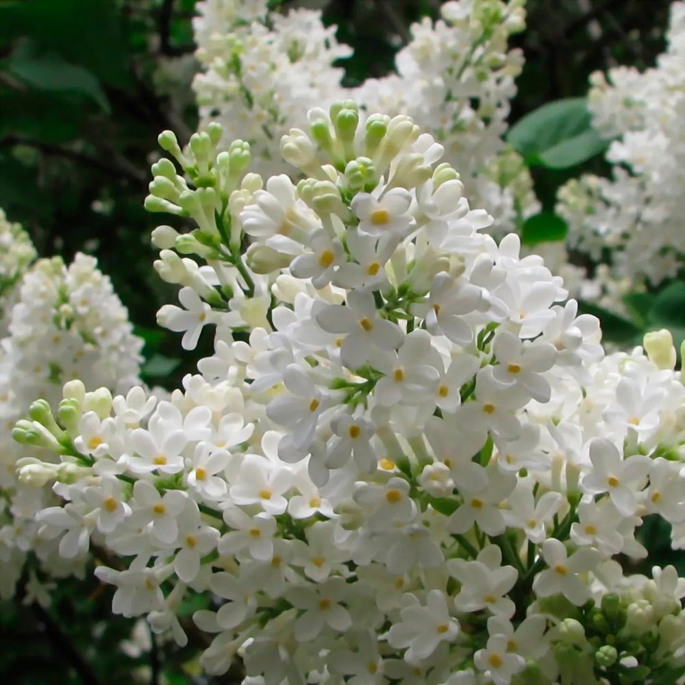 Liliac (Syringa) Copac Agnes Smith, cu Flori Albe