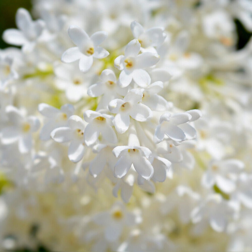 Liliac (Syringa) Copac Agnes Smith, cu Flori Albe