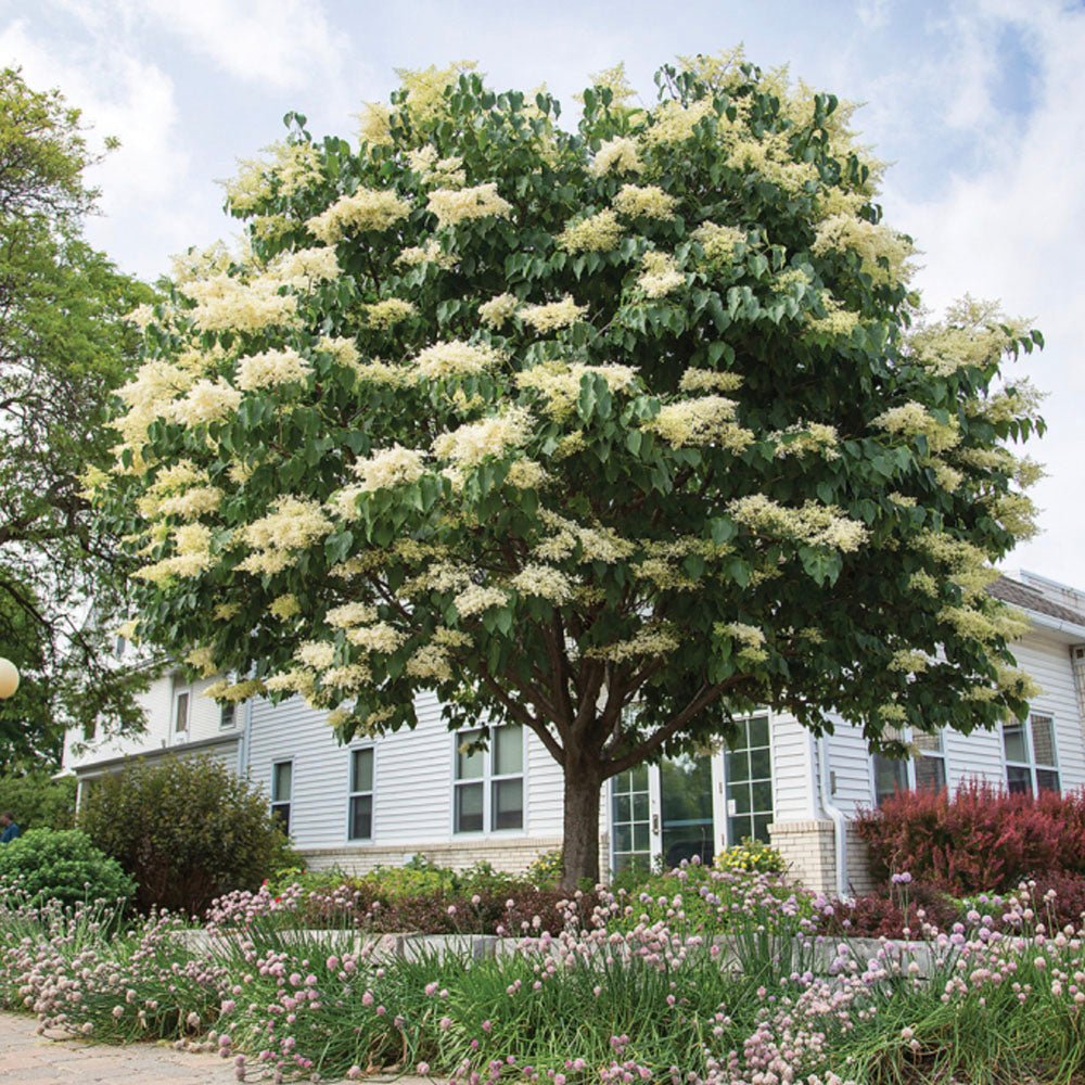 Liliac (Syringa) Copac Agnes Smith, cu Flori Albe