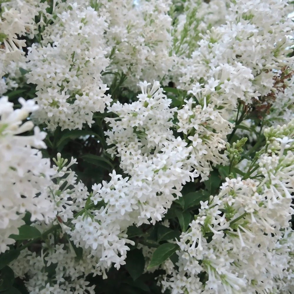 Liliac (Syringa) Copac Agnes Smith, cu Flori Albe