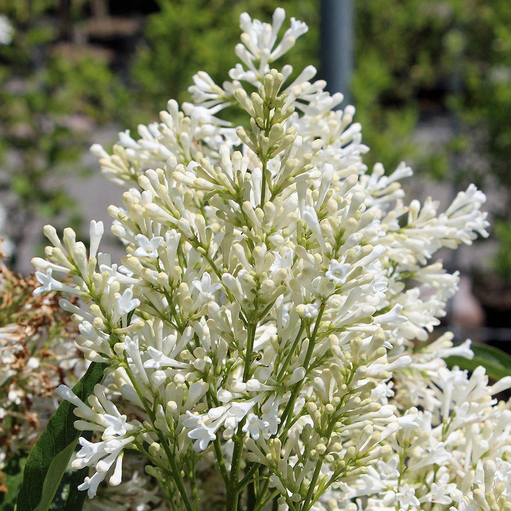 Liliac (Syringa) Copac Agnes Smith, cu Flori Albe
