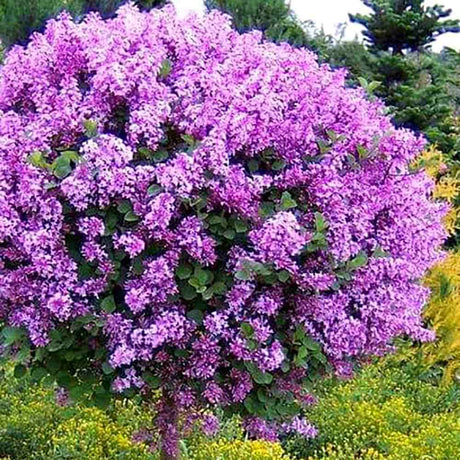 Liliac (Syringa) Copac Bloomerang Dark Purple, cu Flori mov-inchis si inflorire repetata