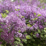 Liliac (Syringa) Copac Bloomerang Dark Purple, cu Flori mov-inchis si inflorire repetata - VERDENA-Tulpina de 60 cm inaltime, livrat in ghiveci de 4 l