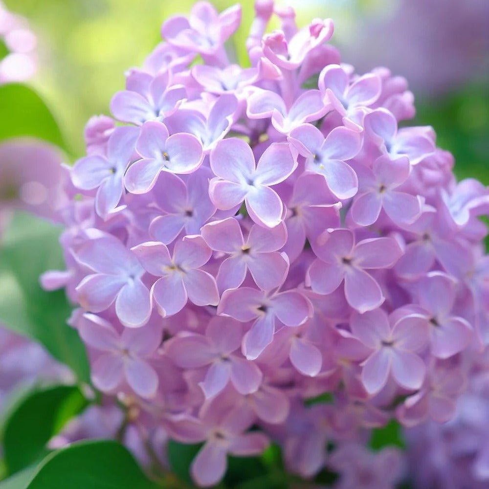 Liliac (Syringa) Copac Josikaea, cu Flori violet-inchis