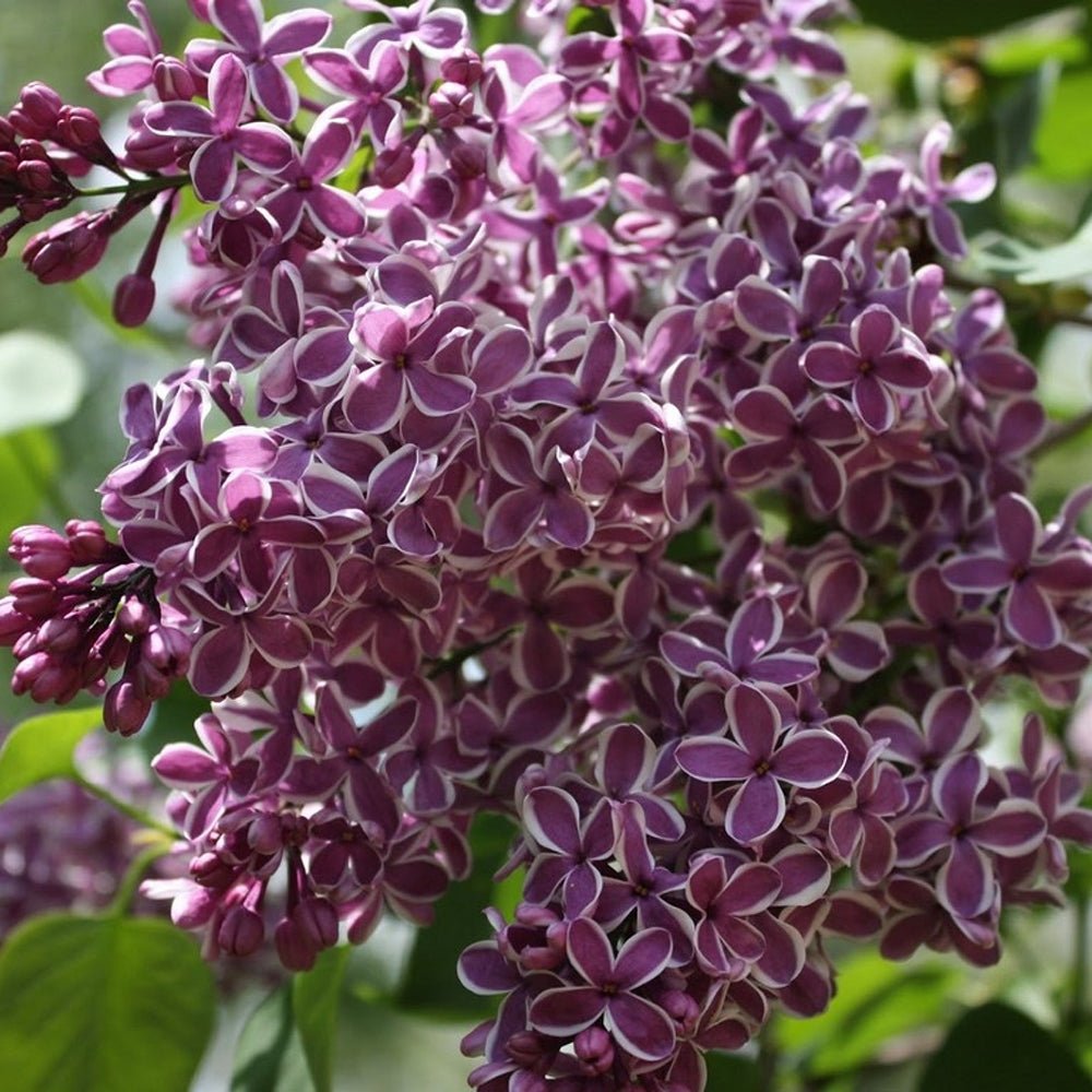 Liliac Tricolor - Parfum intens (Syringa)