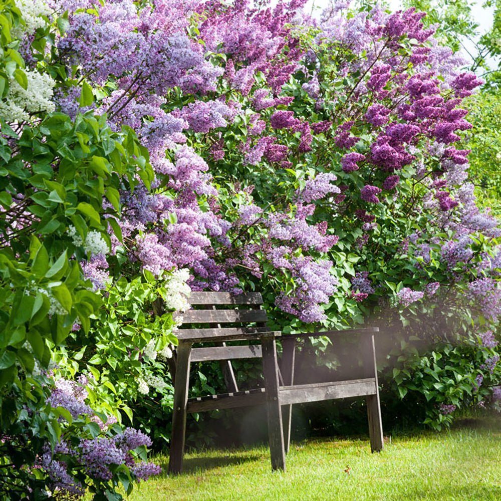 Liliac Tricolor - Parfum intens (Syringa)