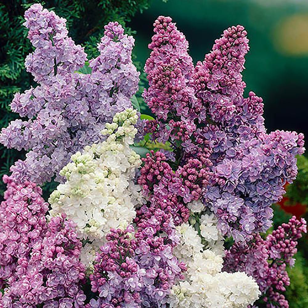 Liliac Tricolor - Parfum intens (Syringa)