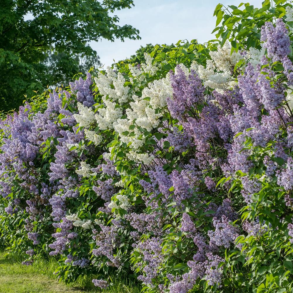 Liliac Tricolor - Parfum intens (Syringa)