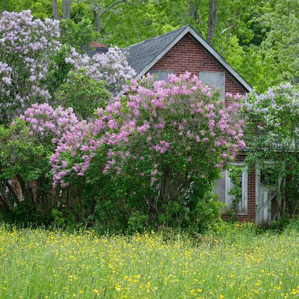 Liliac violet-alb Sensation (Syringa), cu flori violet-alb si parfum puternic