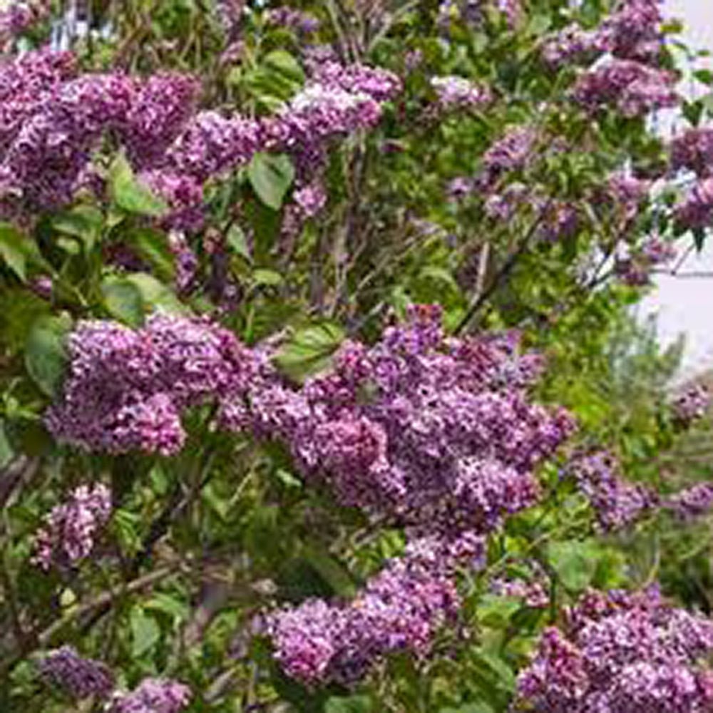 Liliac violet-alb Sensation (Syringa), cu flori violet-alb si parfum puternic