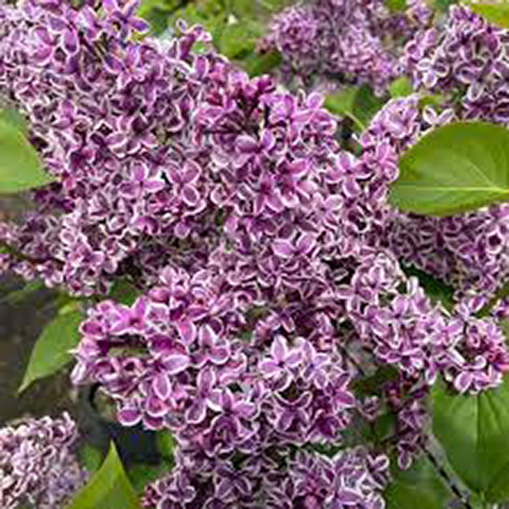 Liliac violet-alb Sensation (Syringa), cu flori violet-alb si parfum puternic