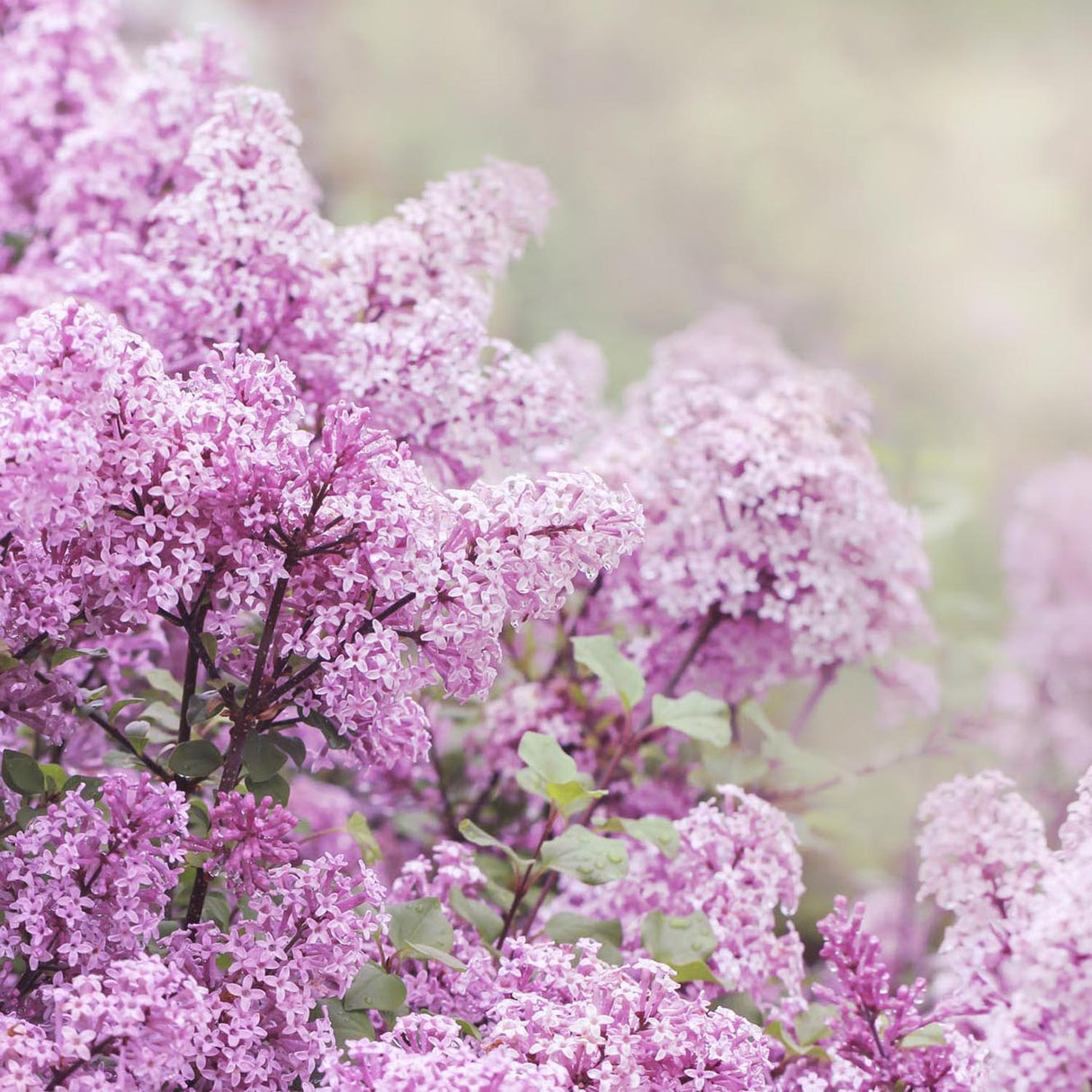 Liliac roz-deschis corean Palibin (Syringa)