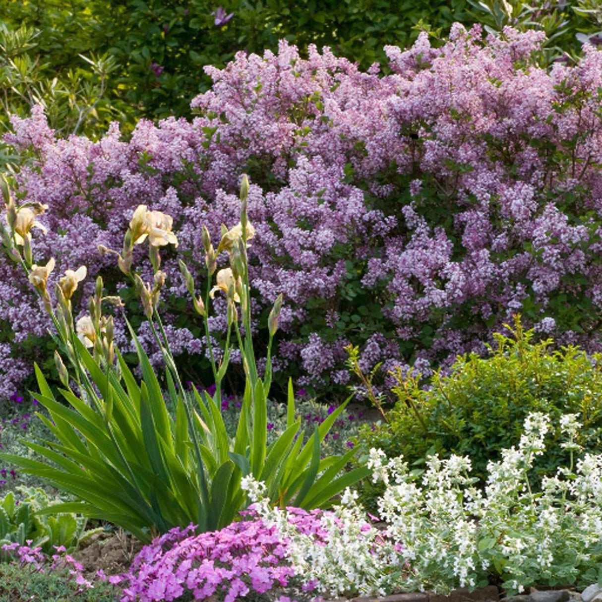 Liliac roz-deschis corean Palibin (Syringa)