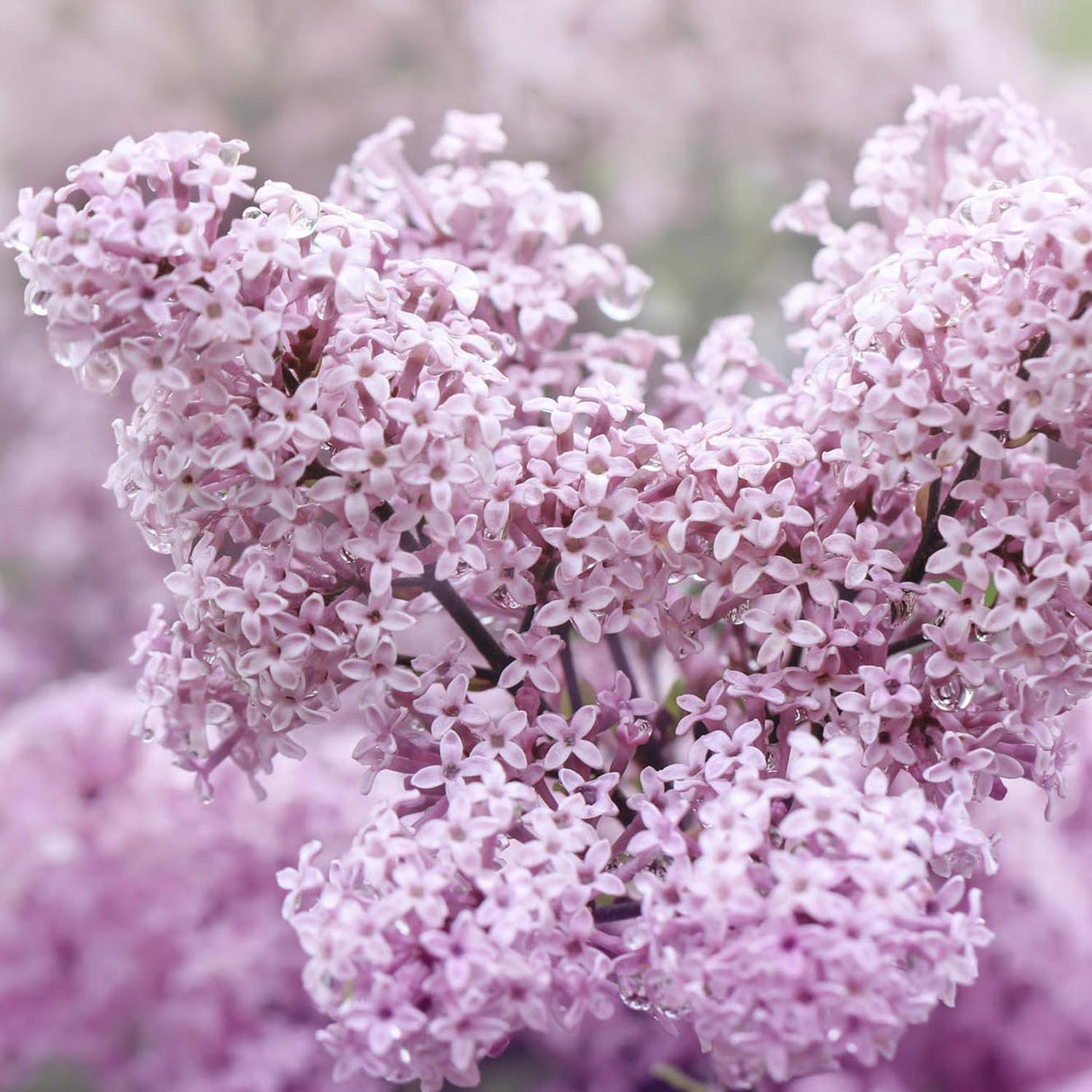 Liliac roz-deschis corean Palibin (Syringa)