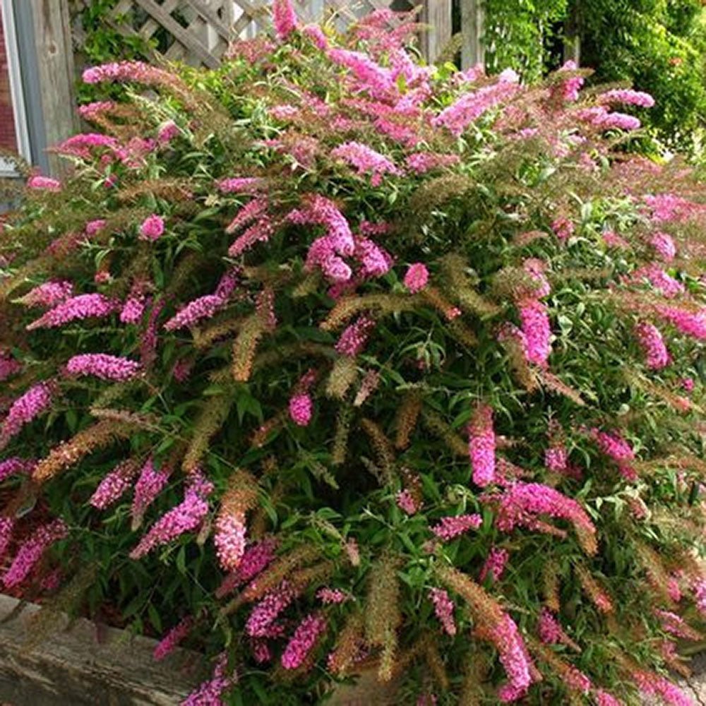 Liliacul de Vara Pink Delight (Buddleja)